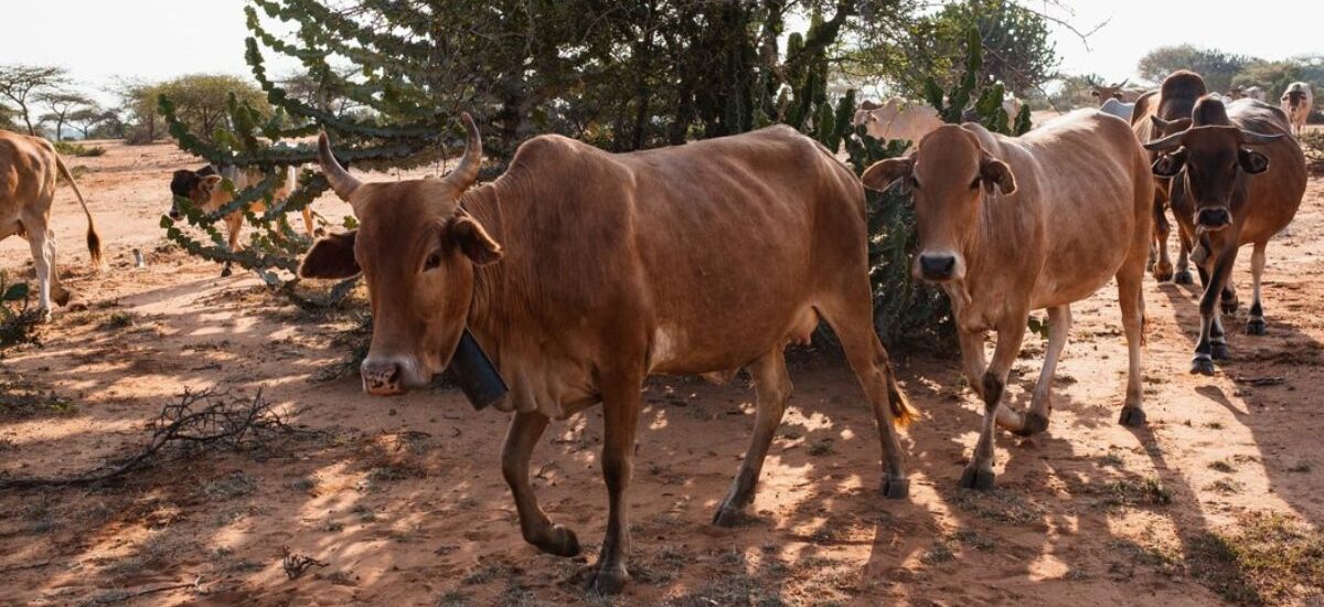 Gau Seva Samiti