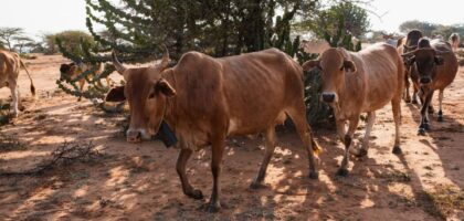 Gau Seva Samiti